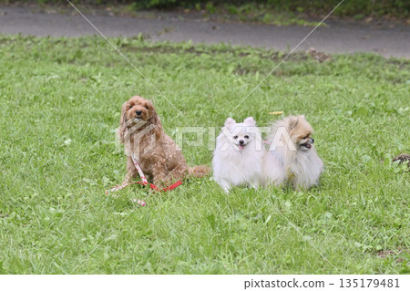 博美犬和馬爾濟斯犬（馬爾濟斯犬 x 貴賓） 135179481