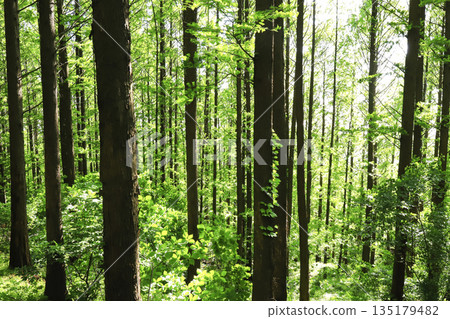 Ansan mountain with its beautiful metasequoia forest. Ansan mountain with its beautiful metasequoia forest. 135179482