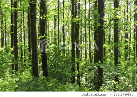 Ansan mountain with its beautiful metasequoia forest. 135179483