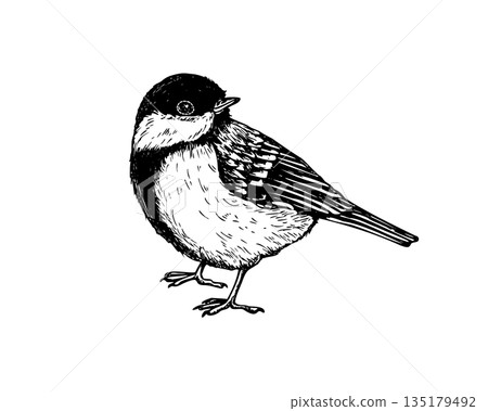 Great tit standing on surface with its head turned to the side vector isolated illustration. Hand drawn passerine bird painted by black inks. Titmouse bird graphic sketch 135179492
