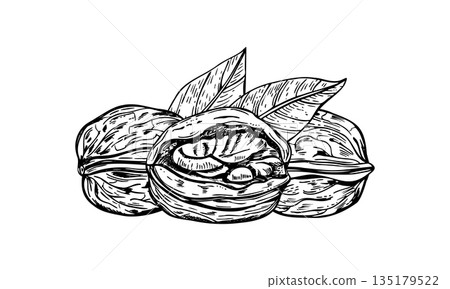 Walnut in shell and leaves monochrome vector isolated illustration. Healthy raw nuts etching drawing. Dried walnut ready to eat composition for packaging, autumn design, culinary blog 135179522