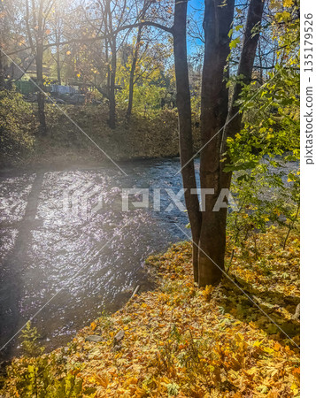 sunlit River in a Golden Autumn Forest sunlit River in a Golden Autumn Forest 135179526