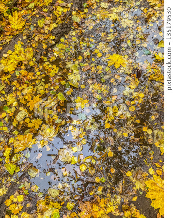 Muddy Autumn Path with Fallen Yellow Leaves 135179530