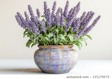 Beauty plant in pot. Potted sage plant with gray-green leaves and purple flowers on a white background. Herb in pot. Salvia is grown as garden plants. Beauty plant in pot. Potted sage plant with gray-green leaves and purple flowers on a white background. Herb in pot. Salvia is grown as garden plants. 135179573