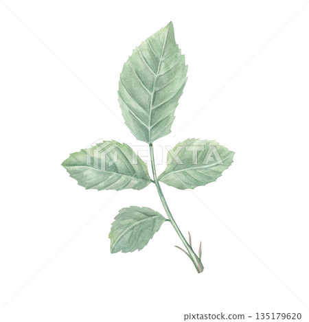 Single ruby rose on stem with green leaves watercolor illustration. Vintage realistic romantic flower composition for wedding arrangement, bridal shower, birthday greetings, memory day cards Single ruby rose on stem with green leaves watercolor illustration. Vintage realistic romantic flower composition for wedding arrangement, bridal shower, birthday greetings, memory day cards 135179620