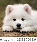 Samoyed lying down 135179639