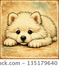 Samoyed lying down 135179640