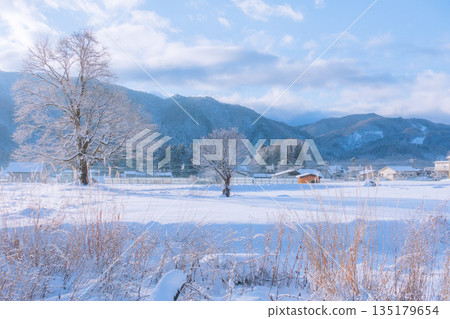 [Winter] Magnolia trees covered in frost [Hakuba Village, Kitaazumi District] 135179654