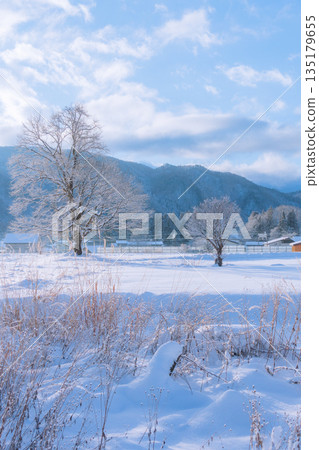 【冬季】白馬村,北安津郡,玉蘭樹上覆蓋著霜花。 【冬季】白馬村,北安津郡,玉蘭樹上覆蓋著霜花。 135179655