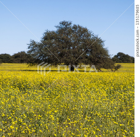 Flowered field in the Pampas Plain, La Pampa Province, Patagonia, Argentina. 135179685