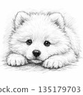 Samoyed lying down 135179703