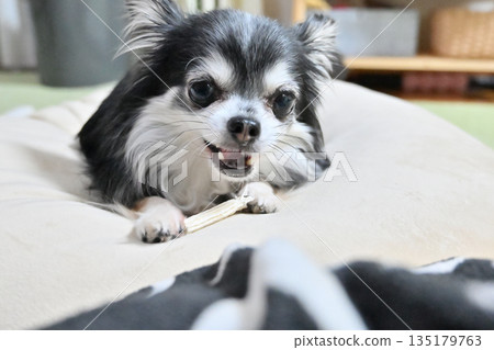 My beloved Chihuahua chewing toothpaste gum in the living room My beloved Chihuahua chewing toothpaste gum in the living room 135179763