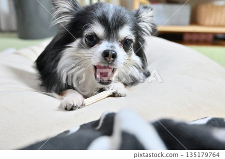 My beloved Chihuahua chewing toothpaste gum in the living room 135179764