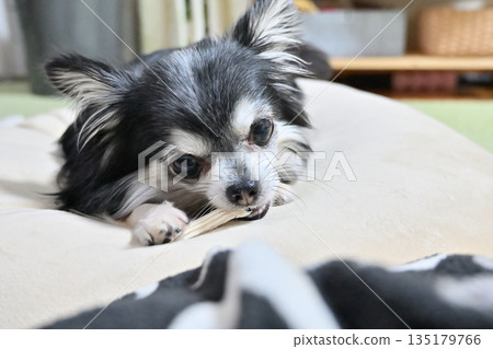 My beloved Chihuahua chewing toothpaste gum in the living room 135179766