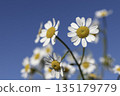 藍天白花－一道清新怡人的春夏景象 135179779