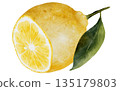 Lemon watercolor. Hand drawn tropical sour fruit. Clip art of juicy yellow lime. Citrus on isolated white background. Ideal for logo and packaging of natural cosmetics, household chemicals and design 135179803