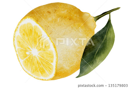 Lemon watercolor. Hand drawn tropical sour fruit. Clip art of juicy yellow lime. Citrus on isolated white background. Ideal for logo and packaging of natural cosmetics, household chemicals and design Lemon watercolor. Hand drawn tropical sour fruit. Clip art of juicy yellow lime. Citrus on isolated white background. Ideal for logo and packaging of natural cosmetics, household chemicals and design 135179803