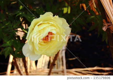 A winter peony named "Oukan" (Yellow Crown) that bloomed in the Ueno Peony Garden in January 2026 (2) A winter peony named "Oukan" (Yellow Crown) that bloomed in the Ueno Peony Garden in January 2026 (2) 135179806