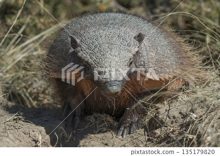 Hairy Armadillo, in desert environment, Peninsula Valdes, Patagonia, Argentina Hairy Armadillo, in desert environment, Peninsula Valdes, Patagonia, Argentina 135179820