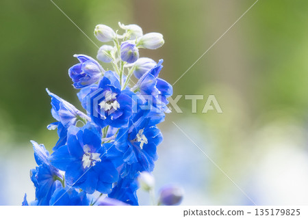 藍色飛燕草 135179825