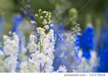 White delphinium White delphinium 135179826