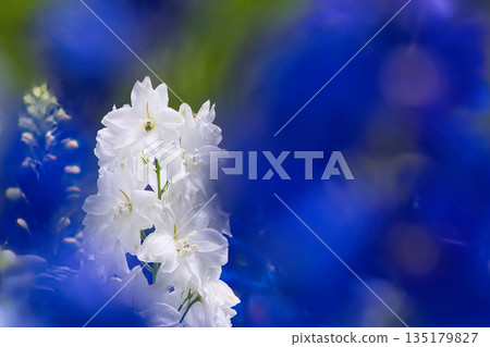 白色飛燕草 白色飛燕草 135179827