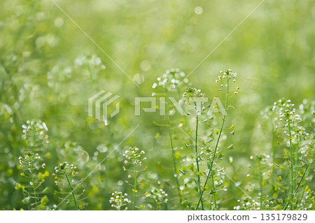 white shepherd flower 135179829