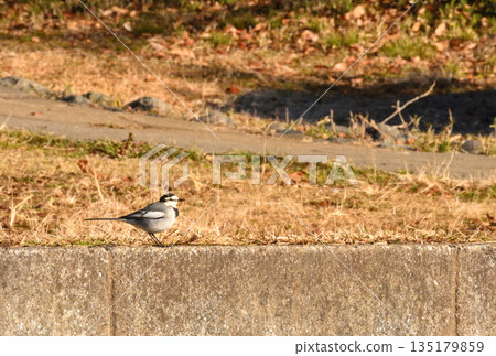 一張白鶺鴒在公園散步的野生鳥類照片 135179859