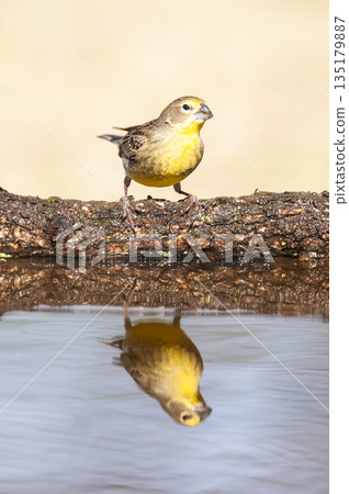 Saffron Finch ,Sicalis flaveola, La Pampa, Argentina. Saffron Finch ,Sicalis flaveola, La Pampa, Argentina. 135179887