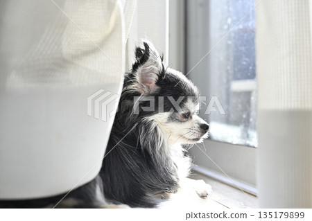 Cute Chihuahua puppy sunbathing by the window Cute Chihuahua puppy sunbathing by the window 135179899