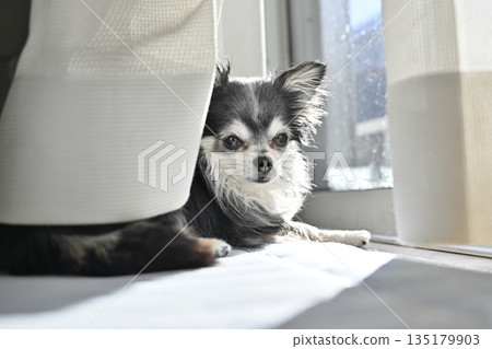 Cute Chihuahua puppy sunbathing by the window Cute Chihuahua puppy sunbathing by the window 135179903