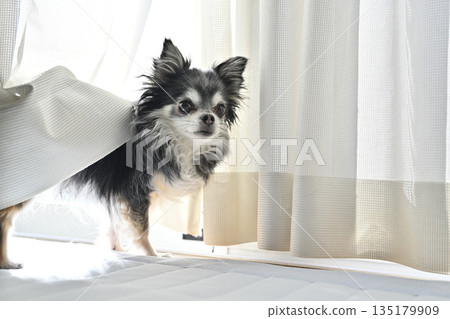 Cute Chihuahua puppy sunbathing by the window 135179909