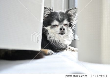 可愛的吉娃娃幼犬在窗邊曬太陽。 可愛的吉娃娃幼犬在窗邊曬太陽。 135179911