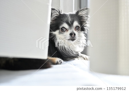 Cute Chihuahua puppy sunbathing by the window 135179912