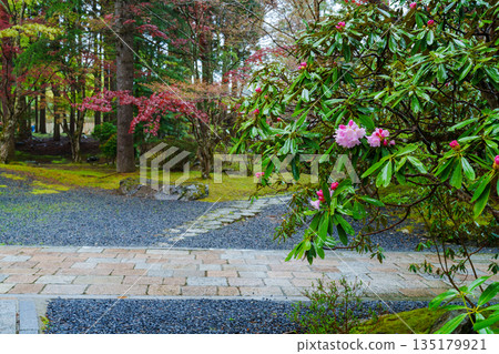Rhododendrons at the Reihokan Museum, Mount Koya 135179921