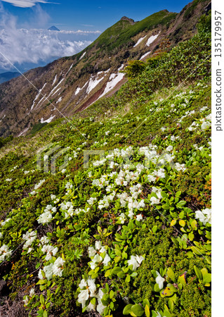 Mt. Fuji on Yunigatake mountains / Yokodake ridgeline and Kibana rhododendron Mt. Fuji on Yunigatake mountains / Yokodake ridgeline and Kibana rhododendron 135179957