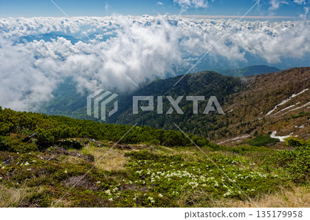 Yellow rhododendrons bloom in the Yatsugatake mountain range, and a sea of clouds seen from the Yokodake ridgeline Yellow rhododendrons bloom in the Yatsugatake mountain range, and a sea of clouds seen from the Yokodake ridgeline 135179958