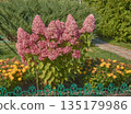 A paniculate hydrangea bush in the garden in close-up. 135179986