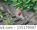A single strawberry berry hangs from the bush. 135179987