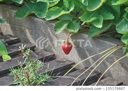 A single strawberry berry hangs from the bush. A single strawberry berry hangs from the bush. 135179987