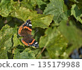 The admiral butterfly sits on green leaves 135179988