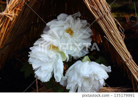 2026年1月，一株名為「玉天珠」的冬季牡丹在上野牡丹園盛開。 135179991