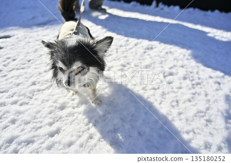 Chihuahua gets excited about the unfamiliar snow Chihuahua gets excited about the unfamiliar snow 135180252