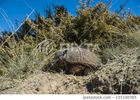 Hairy Armadillo, in desert environment, Peninsula Valdes, Patagonia, Argentina 135180365