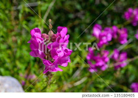 Red flowers blooming at St. Hilarion Castle ruins Red flowers blooming at St. Hilarion Castle ruins 135180405