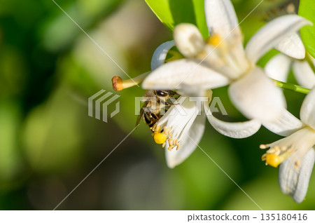 Macro image of a fresh orange blossom with soft white petals and yellow stamens. Captured on an orange tree in natural light, showcasing the delicate beauty of the flower. Macro image of a fresh orange blossom with soft white petals and yellow stamens. Captured on an orange tree in natural light, showcasing the delicate beauty of the flower. 135180416