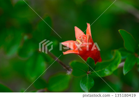 A wild pomegranate flower growing naturally on a leafy branch in Northern Cyprus. 135180419