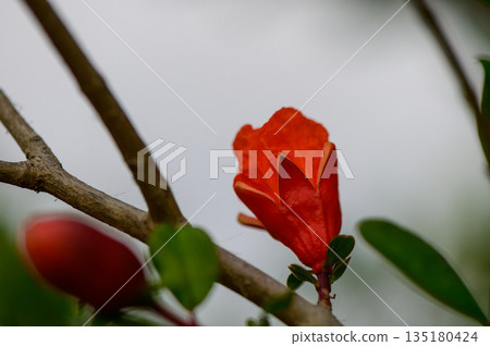 Red Pomegranate Blossom in Garden Red Pomegranate Blossom in Garden 135180424