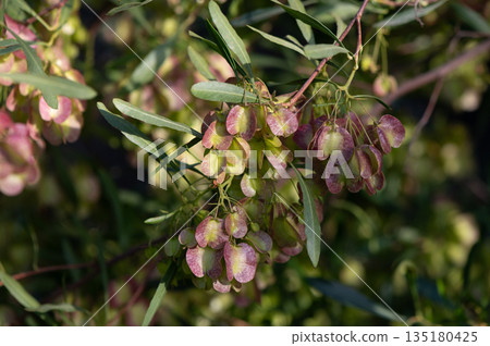 Ptelea trifoliata leaves, close-up in natural light Ptelea trifoliata leaves, close-up in natural light 135180425