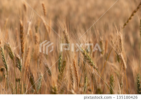 Golden rye ears dancing in a warm summer breeze on a peaceful Northern Cyprus field under the clear sky. Golden rye ears dancing in a warm summer breeze on a peaceful Northern Cyprus field under the clear sky. 135180426